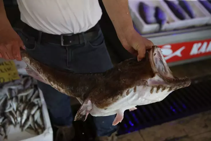 Karadeniz’de ağlara takıldı, gören şaştı kaldı